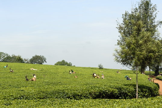 Tea estate, Ruwenzori Mountains Tea Estate, Uganda