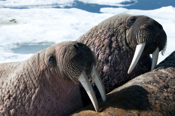 Two walrus (Odobenus rosmarinus,) close-up of face, tusks, and vibrissae (whiskers), hauled out on pack ice to rest and sunbathe, Foxe Basin, Nunavut, Canada 