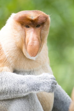 Dominant male proboscis monkey (Nasalis larvatus) has a pendulous nose that covers the mouth and is attractive to females, Labuk Bay Proboscis Monkey Sanctuary, Sabah, Borneo, Malaysia