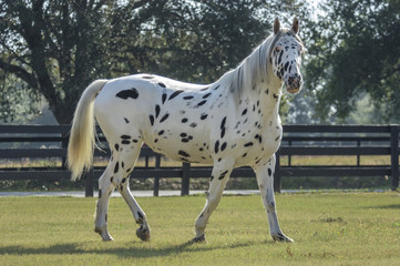 Knabstrupper horse in paddock