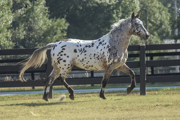 Knabstrupper horse running