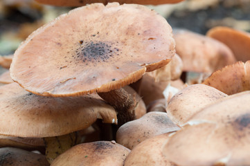 Wild Honey Fungus Mushrooms
