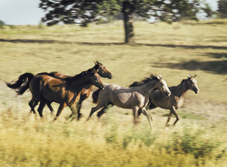 Arabian fillies race across open paddock with high grass.
