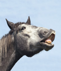 Percheron draft horse doing flehmen sniff