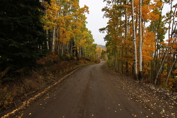 Aspens in the Clouds