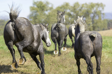 Percheron Draft Horses running away