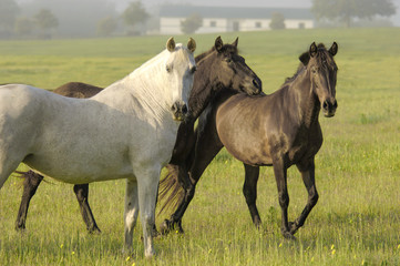 Obraz na płótnie Canvas Andalusian horse mares in paddock