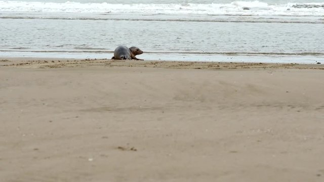 b&eacute;b&eacute; phoque se reposant sur la plage