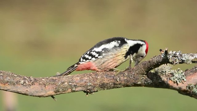 Middle spotted woodpecker perched on a tree.
