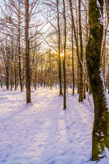 Winter in the city park