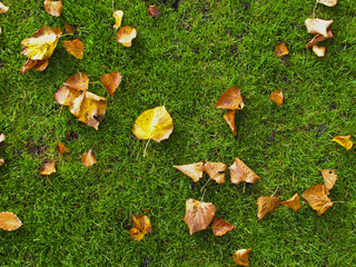 autumn leaves over the green grass 2