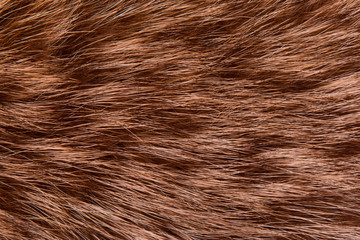 Fur animal raccoon close-up. Background.