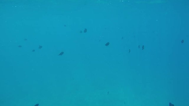 poissons bleu - bora bora 