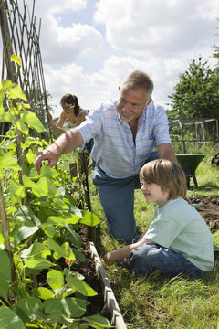 Happy Boy With Family Gardening In Allotment