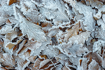 Eichenlaub mit Eisnadeln