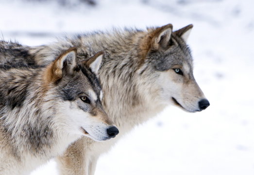 Two sub adult North American Timber wolves (Canis lupus) in snow, Austria