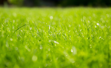 Lush green grass under the summer sun