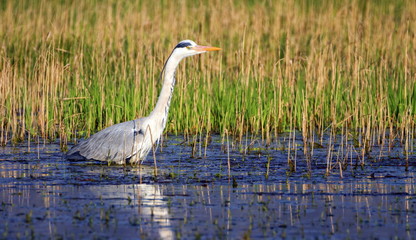 Grey heron, ardea cinerea, in a pond