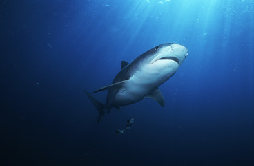 Obraz na płótnie Canvas Tiger Shark (galelcerdo cuvieri) underwater view