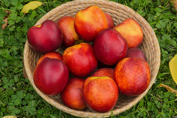 Fresh juicy peaches in wicker basket on green grass