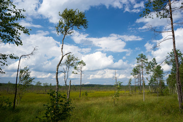 The bog in Belarus