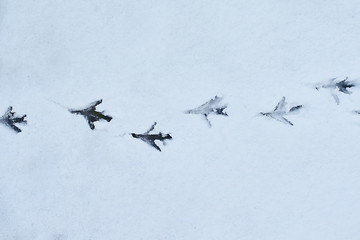 Bird footsteps on the snow showing the path from left to right on a road called life