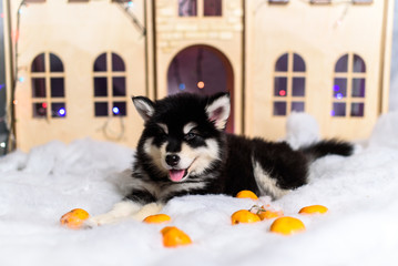 Cute Puppy Siberian husky and mandarine