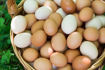 Wicker basket with eggs is standing on grass