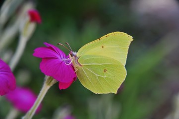 Zitronenfalter (Gonepteryx rhamni) saugt Nektar auf magentafarbener Blüte mit haarigem Stängel
