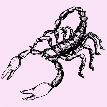 Scorpion doodle style sketch illustration hand drawn vector