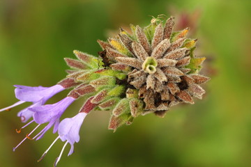 flower with tiny green spider