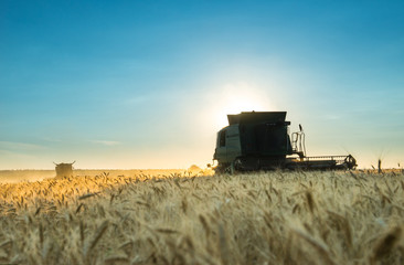 Combine harvester working on a wheat crop at sunset