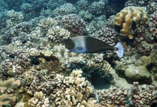 「Nasenfisch」の写真素材 4件の無料イラスト画像 Adobe Stock