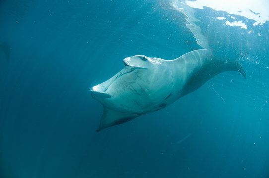 Manta ray (Manta birostris) feeding on zooplankton by extending its cephalic lobes, Yum Balam Marine Protected Area, Quintana Roo, Mexico