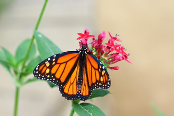 Monarch on red flower