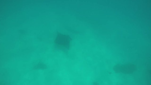 raie manta dans le lagon de bora bora
