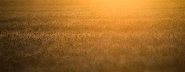 A field of wheat in the rays of the setting sun