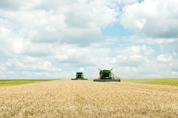 Two modern combine harvester working on a wheat crop