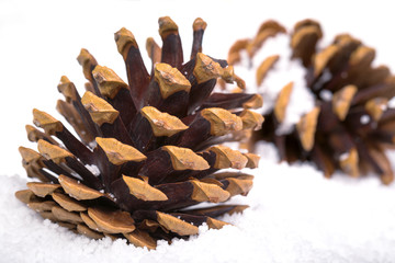 Group of fir cones in the snow.  Christmas themed image. 