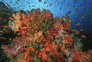 Fototapeta na wymiar School of sea goldies amongst soft coral reef