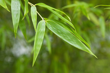 Japan Himeji Himeji Koko-en Gardens plant close-up