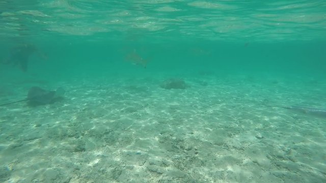 requins dans le lagon de bora bora