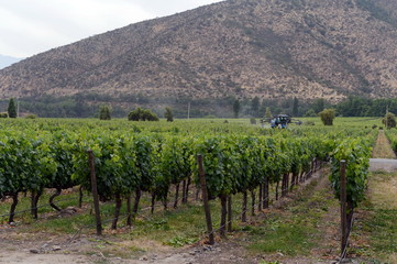 Fototapeta na wymiar Vineyard Chilean winery Santa Rita.