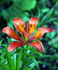 Beautiful Lily in natural light selective focus