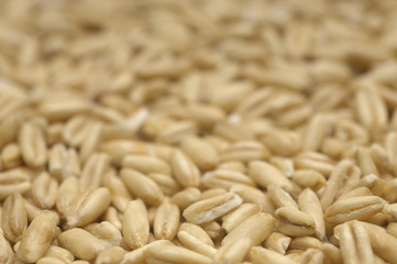 Full frame Closeup of wheat grains