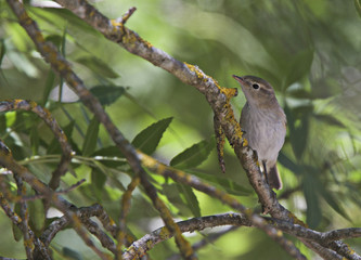 Iberian Chiffchaff (Phylloscopus ibericus), Near Algericas, Andalucia, Spain.