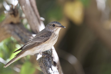 Spotted Flycatcher (Muscicapa striata), perched, near Algeciras, Andalucia, Spain.