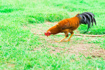 Chicken
