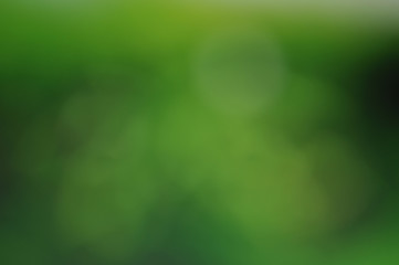 Fototapeta premium Natural bokeh green protective color shiny bright out of focus c