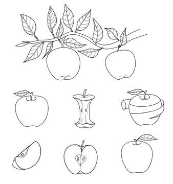 Red and green apples set hand drawn vector line art illustration